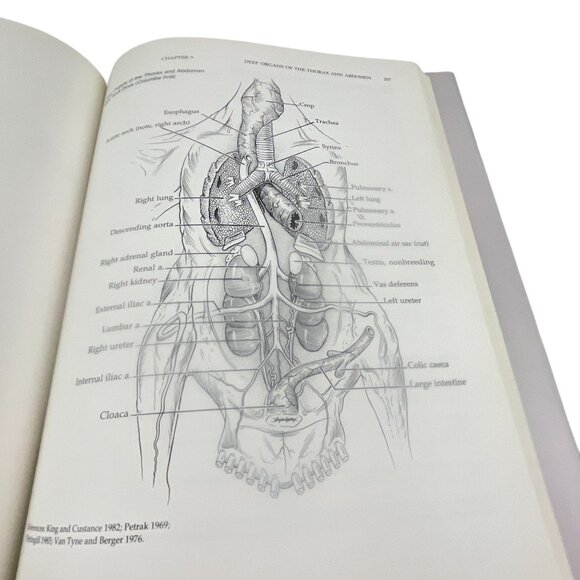 Manual Of Ornithology: Avian Structure & Function Hardcover - Picture 13 of 16